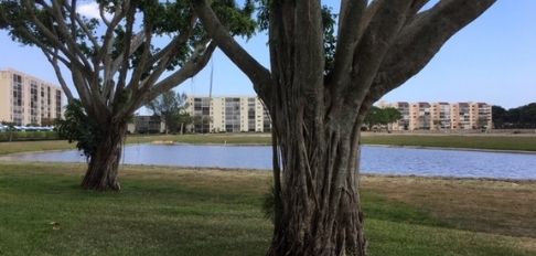 The Strangler Fig Tree